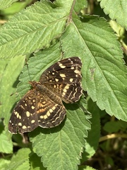 Anthanassa drusilla lelex