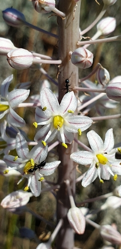 Drimia glaucophylla