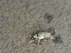 Ancylonotus tribulus