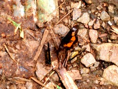 Acraea penelope