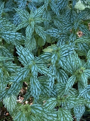 Lamium galeobdolon flavidum