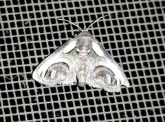 Paectes oculatrix