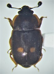 Nitidula bipunctata