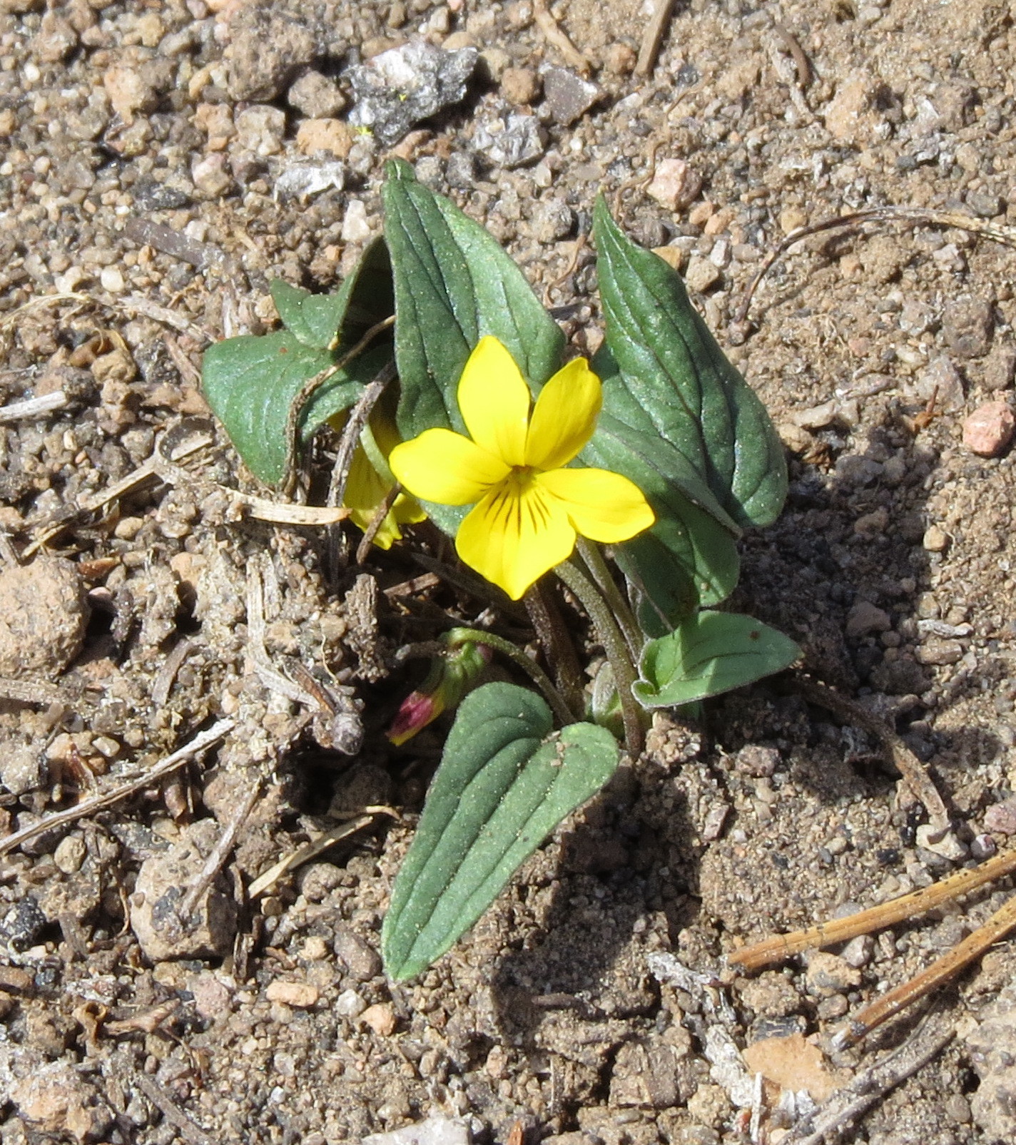Viola purpurea var. purpurea