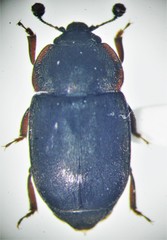 Nitidula bipunctata
