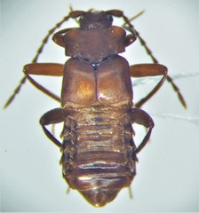 Xenodusa reflexa
