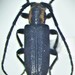Eupogonius subarmatus - Photo (c) Ludo Leclerc, algunos derechos reservados (CC BY-NC), subido por Ludo Leclerc