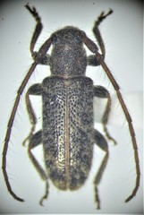 Eupogonius pauper