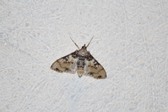 Azochis rufidiscalis
