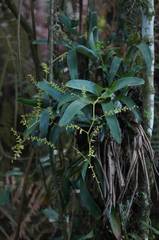 Catopsis sessiliflora