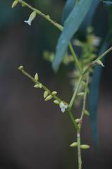 Catopsis sessiliflora