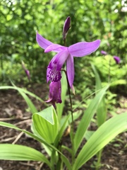 Bletilla