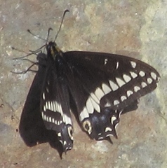 Papilio indra