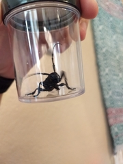 Moneilema gigas