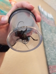 Moneilema gigas
