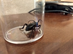 Moneilema gigas