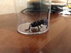 Moneilema gigas
