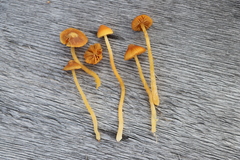 Galerina sphagnorum