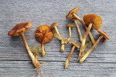 Cortinarius tubarius