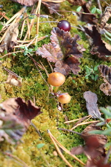 Galerina sphagnorum