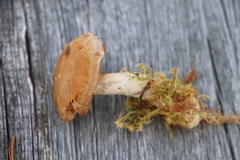 Cortinarius tortuosus