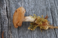 Cortinarius tortuosus