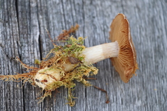 Cortinarius tortuosus