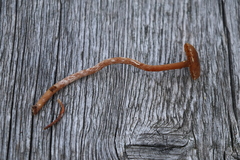 Cortinarius flos-paludis