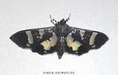 Desmia bajulalis