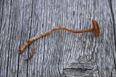 Cortinarius flos-paludis
