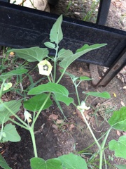 Physalis mollis
