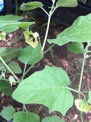 Physalis mollis