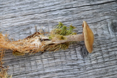 Hebeloma incarnatulum