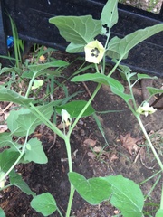 Physalis mollis