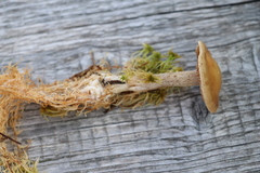 Hebeloma incarnatulum