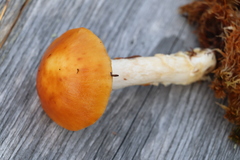 Cortinarius stillatitius