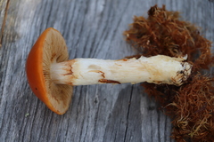 Cortinarius stillatitius