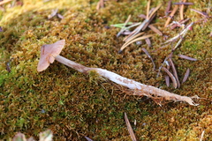 Cortinarius flos-paludis