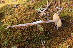 Cortinarius flos-paludis