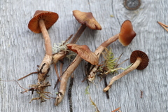 Cortinarius glandicolor