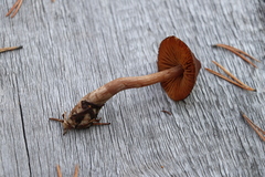 Cortinarius glandicolor