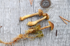 Cortinarius tubarius