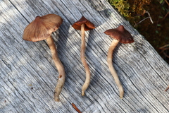 Cortinarius glandicolor