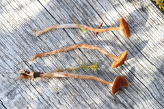 Cortinarius flos-paludis