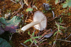 Entoloma fuscomarginatum