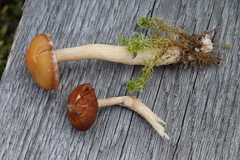 Cortinarius biformis