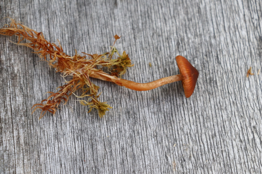 Cortinarius subfloccopus
