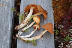 Cortinarius biformis