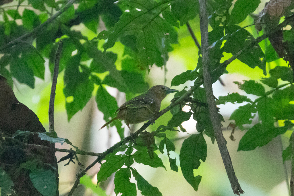 Rufous-tailed Stipplethroat photo