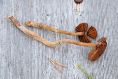 Cortinarius flos-paludis